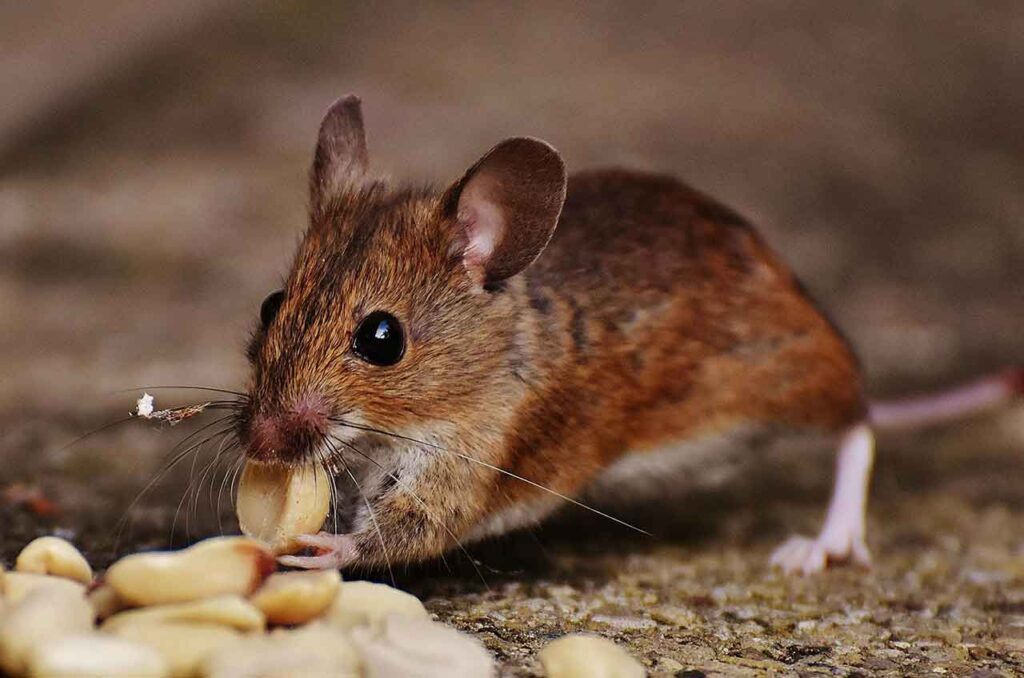 plagas de ratas. Rata comiendo