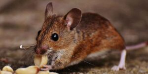 plagas de ratas. Rata comiendo