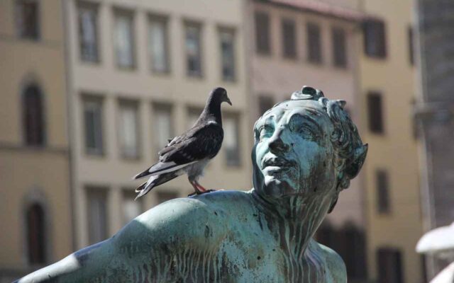 Control de aves en murcia. Paloma sobre el hombro de una estatua