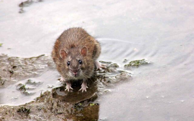 Rata en el agua. Desratizacion en Murcia y Alicante