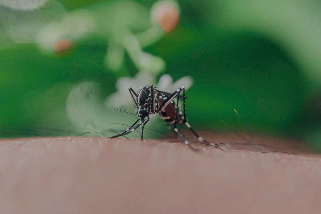 virus del nilo. Mosquito picando a un humano