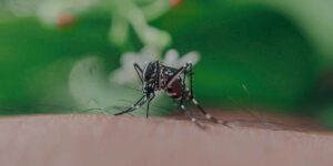 virus del nilo. Mosquito picando a un humano