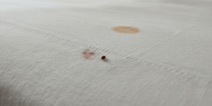 Imagen que muestra señales de chinches en casa, como una picadura en la sábana, una chinche visible en el colchón y una mancha sospechosa en la almohada, ayudando a reconocer la infestación.