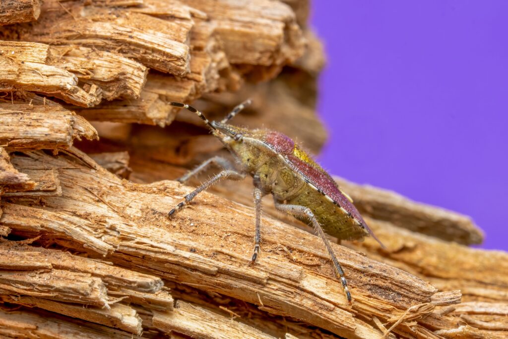 Chinches en casa en un colchón, infestación visible en una habitación doméstica